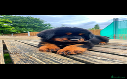 Tibetan Mastiff dogs for sale: 6 Tibetan Mastiff Puppies - Image 9