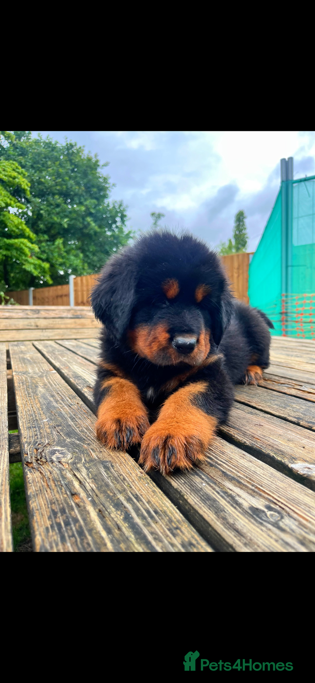 Tibetan Mastiff dogs for sale: 6 Tibetan Mastiff Puppies - Image 9