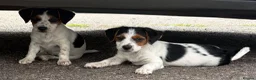 Jack Russell dogs for sale: Traditional short-legged Jack Russell puppies. - Advert 14