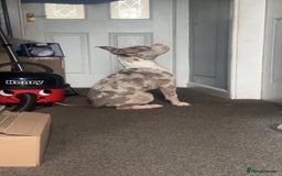 American Bully dogs for sale: REDUCED Stunning pocket bully pups for sale  - Advert 18