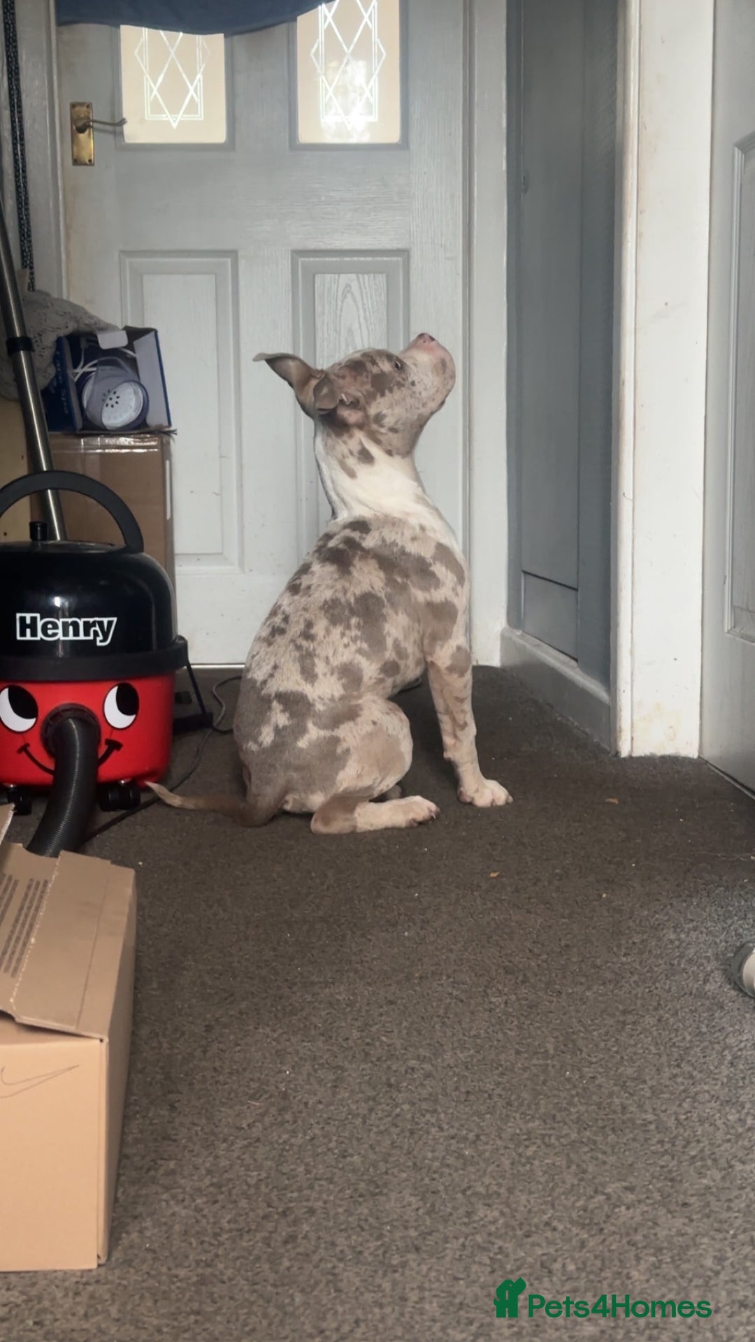 American Bully dogs for sale: REDUCED Stunning pocket bully pups for sale  - Advert 18