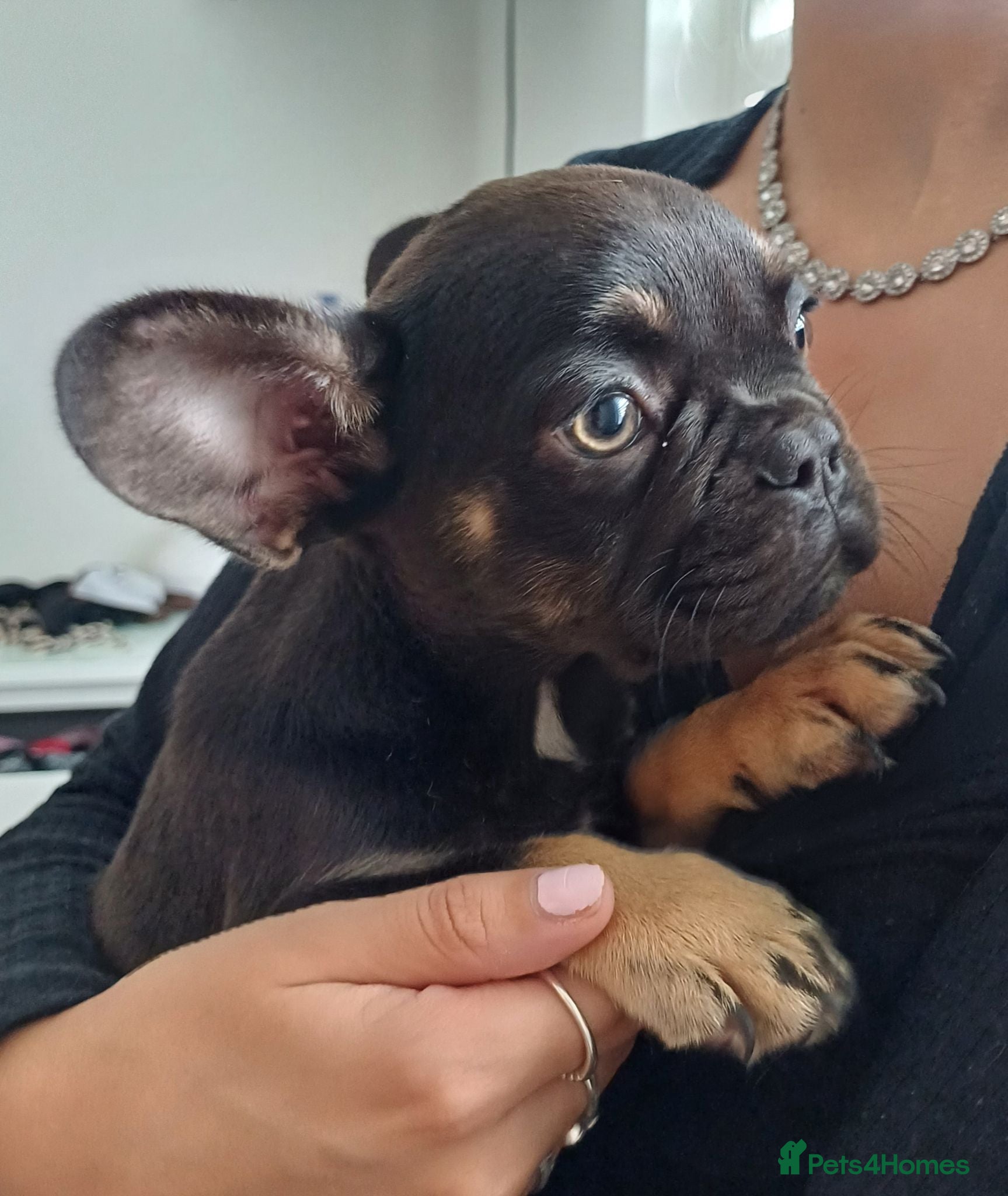 French Bulldog dogs Fully inoculated,Ready now! loveable characters!  - Advert 21