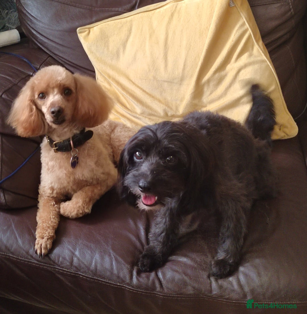 Toy Poodle dogs for stud: Full health tested stud in Blackburn - Advert 4
