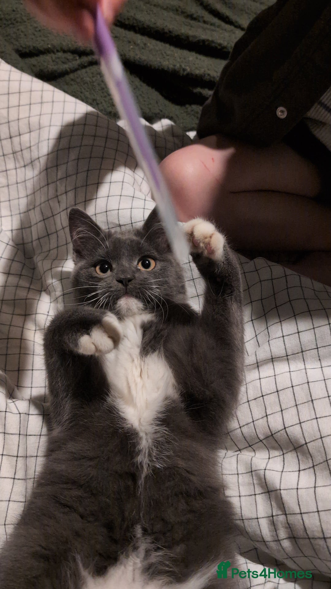 Mixed Breed cats for sale: 7 month male kittens/ cats. X2 - Advert 3