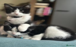 Mixed Breed cats for sale: Beautiful tuxedo kittens  - Image 19