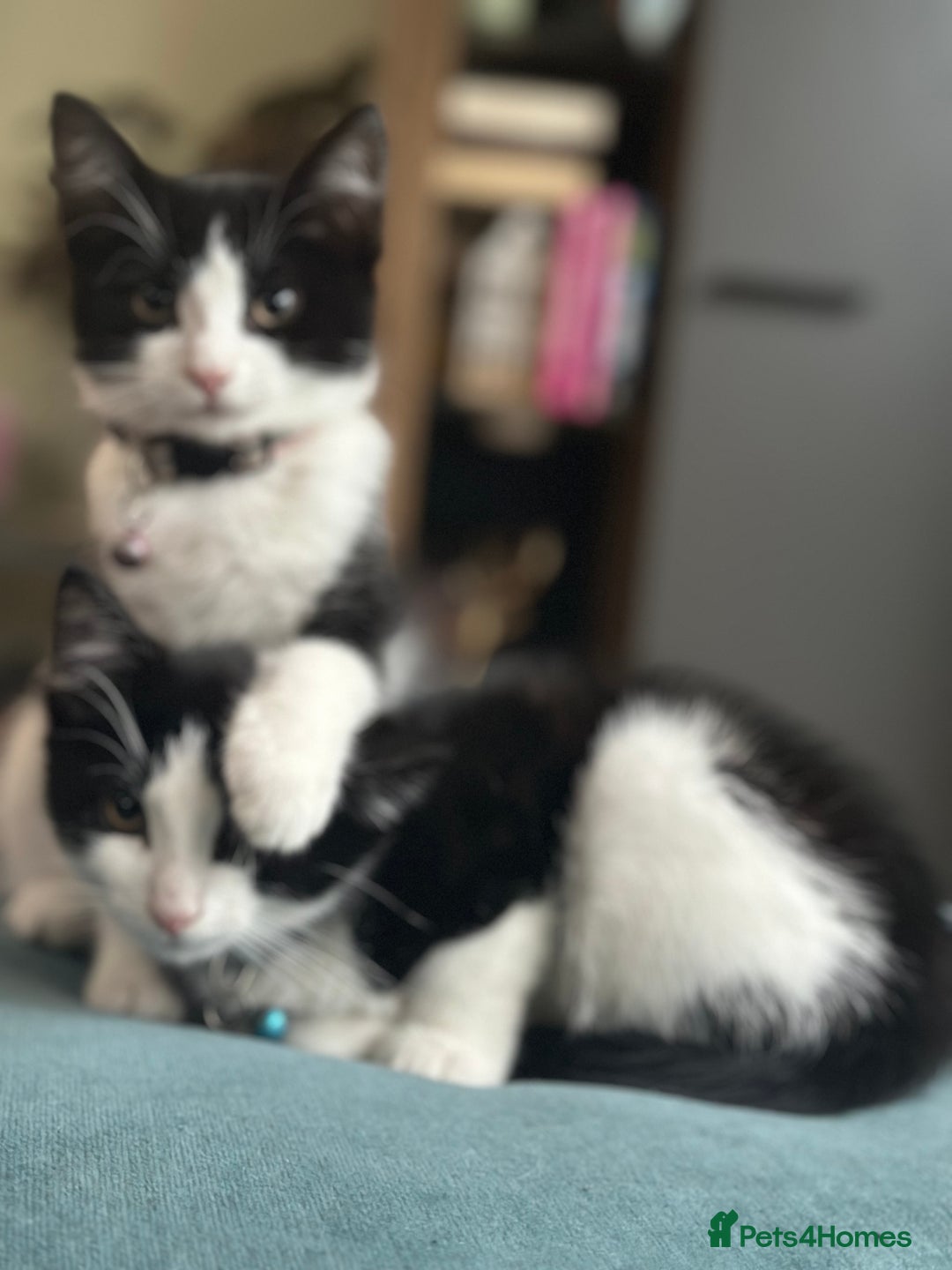 Mixed Breed cats for sale: Beautiful tuxedo kittens  - Image 19