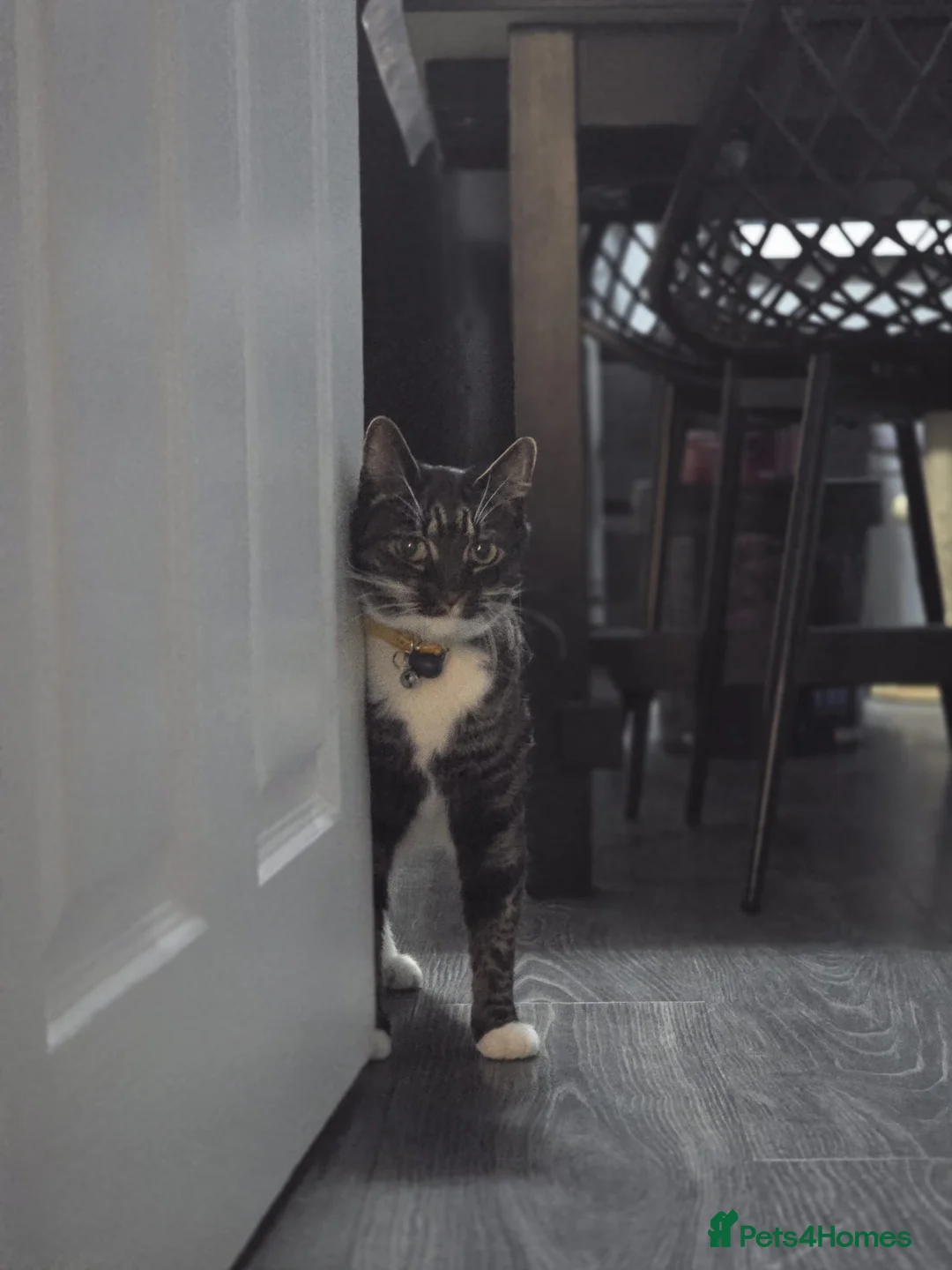 Mixed Breed cats for sale: Tabitha 8 year old female - Advert 5