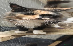 Maine Coon cats for sale: XXL Pure Maine Coon kittens for sale  - Image 10