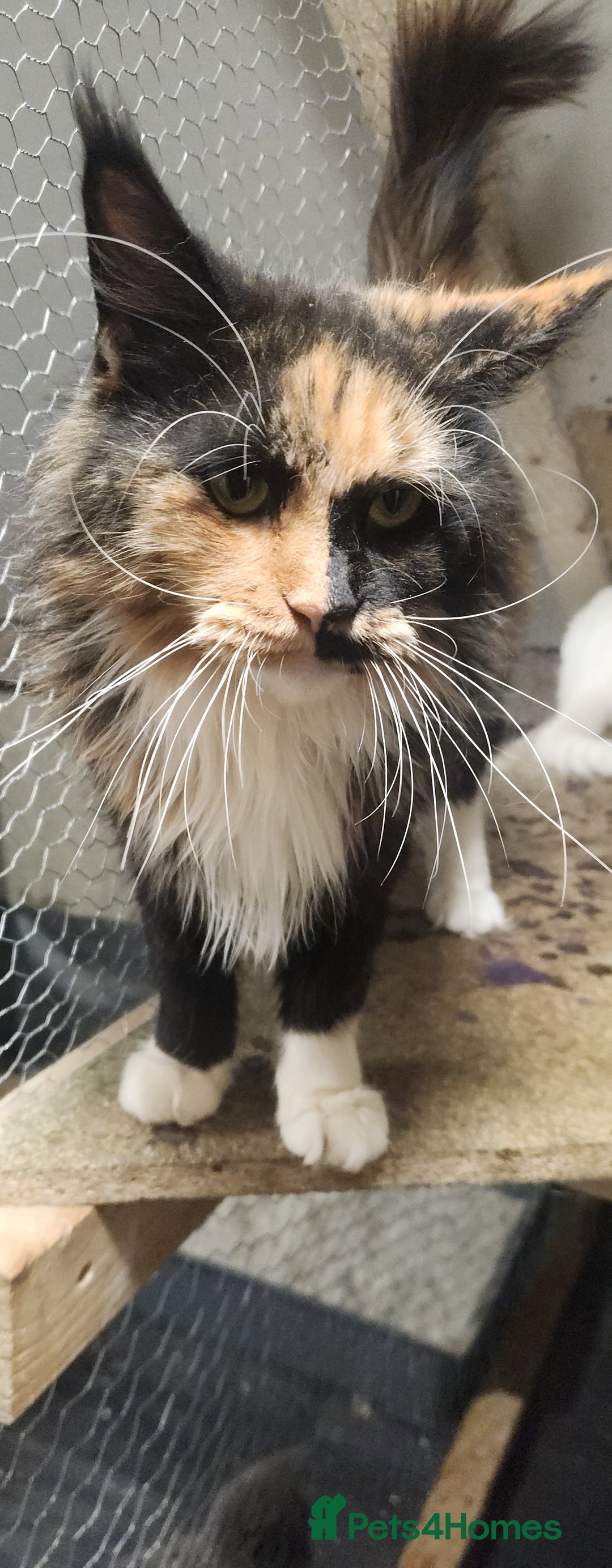 Maine Coon cats for sale: XXL Pure Maine Coon kittens for sale  - Image 10