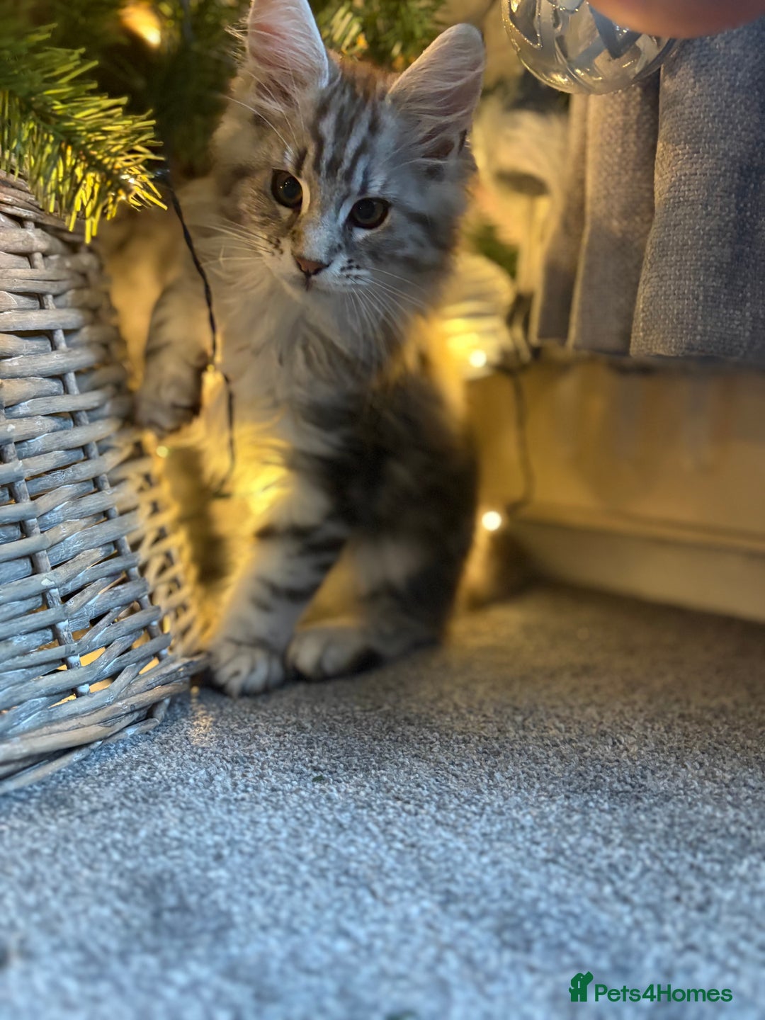 Maine Coon cats for sale: Ready to leave quality Maine coon kittens - Advert 11
