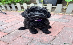 Toy Poodle dogs for sale: Adorable toy poodles, 1 boy left,  READY TO GO - Image 11