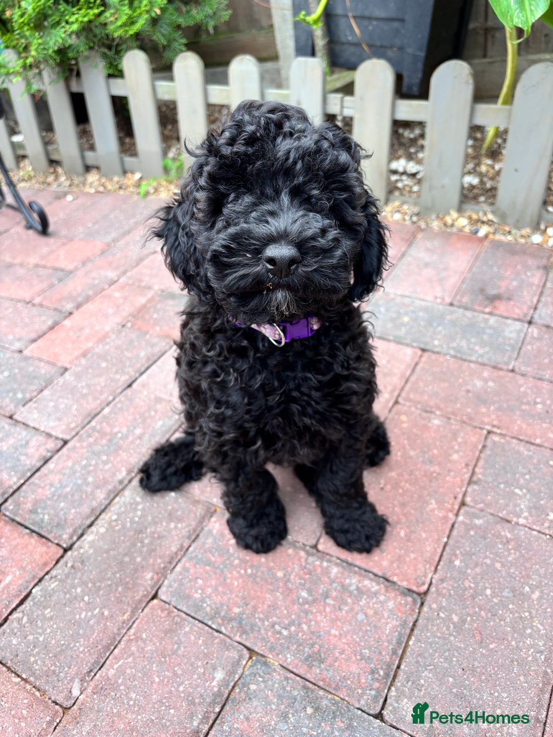 Toy Poodle dogs for sale: Adorable toy poodles, 1 boy left,  READY TO GO - Image 11