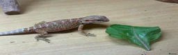 Bearded Dragon reptiles for sale: Stunning baby bearded dragons £100 ONO  - Advert 12