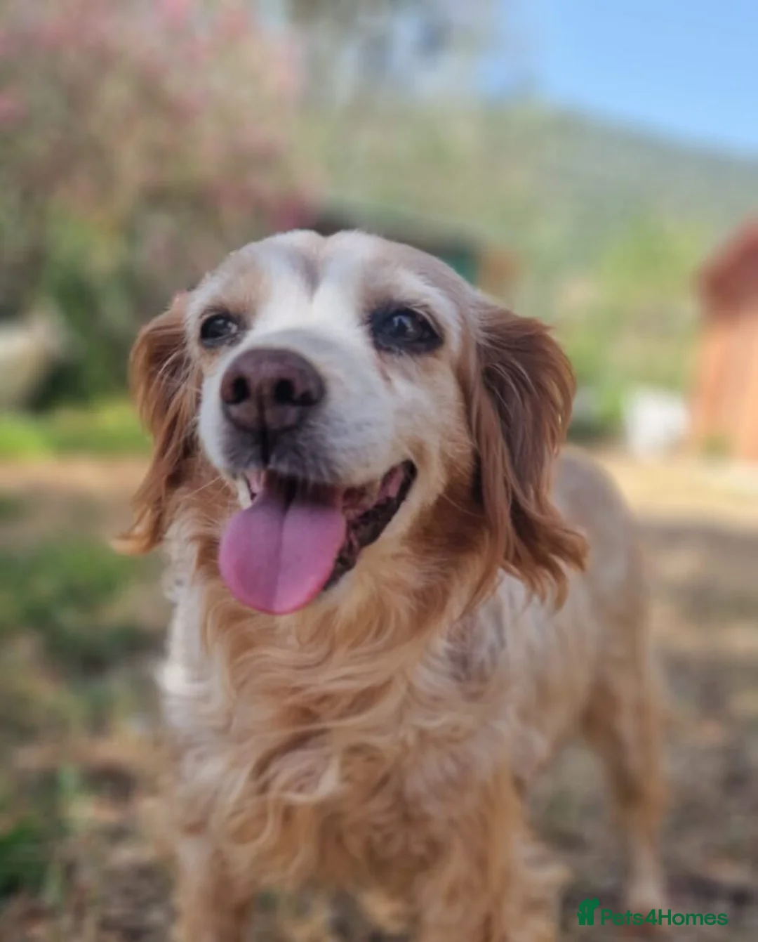 Brittany Spaniel dogs for adoption: Nela  in Tonypandy - Advert 5