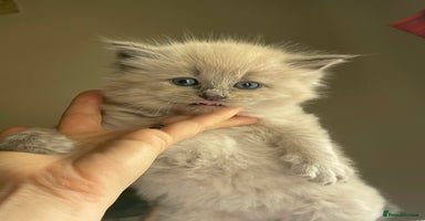 Ragdoll cats - Advert 9