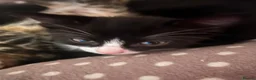 Mixed Breed cats for sale: Tuxedos in Portsmouth - Advert 3