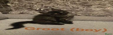 Groot - Black Smoke Boy