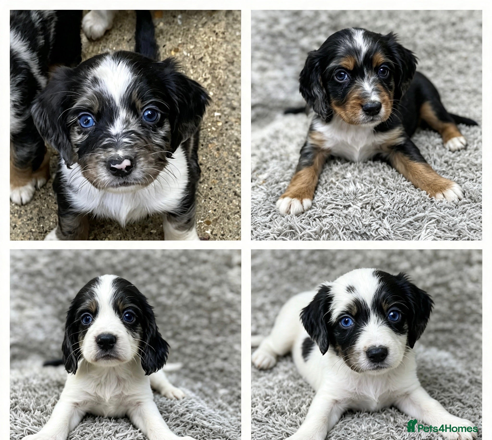 Cocker Spaniel dogs Cocker spaniel puppies - Advert 17