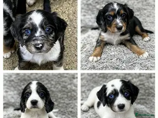 Cocker Spaniel dogs Cocker spaniel puppies - Advert 17