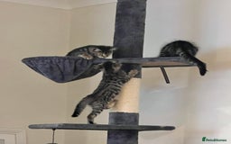 Bengal cats for sale: 4 Bengal cross kittens - Image 5