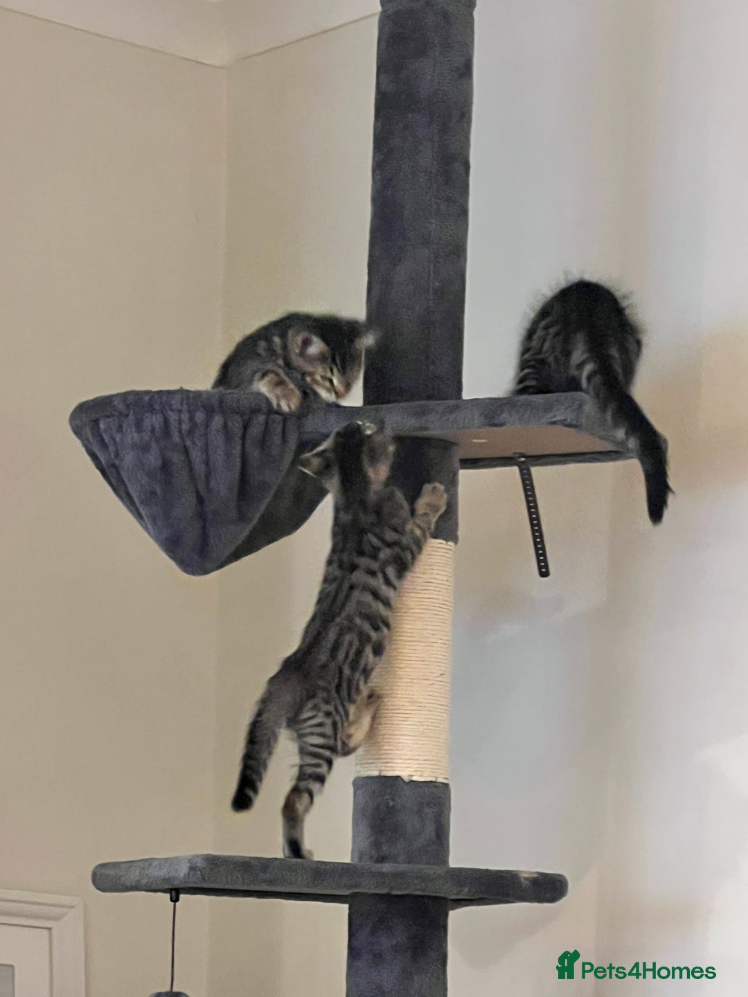 Bengal cats for sale: 4 Bengal cross kittens - Image 5