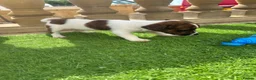 Jack Russell dogs for sale: Short legged Jack russels - Advert 7
