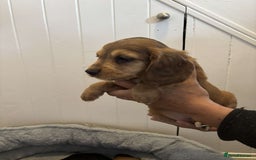 Cocker Spaniel dogs for sale: Fully Show type kc parents DNA tested all clear  - Image 10