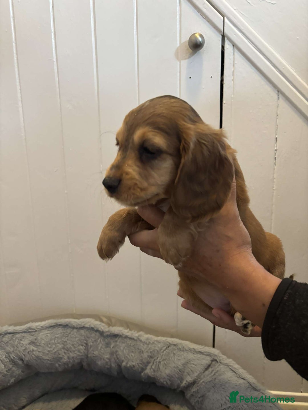 Cocker Spaniel dogs for sale: Fully Show type kc parents DNA tested all clear  - Image 10