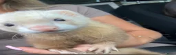 Ferret rodents for sale: Female ferret - Advert 3