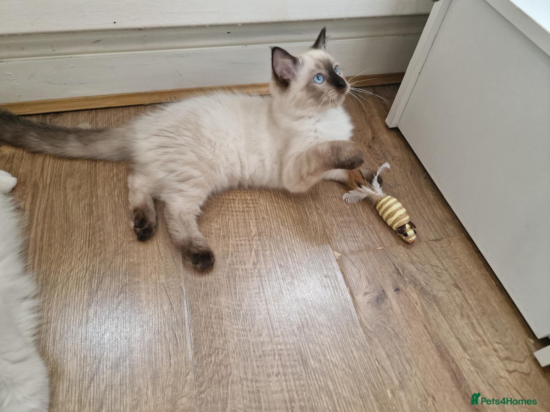 Ragdoll cats A female Ragdoll 3 months old kitten. - Advert 13