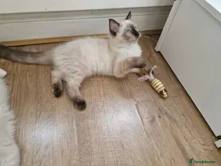 Ragdoll cats A female Ragdoll 3 months old kitten. - Advert 13