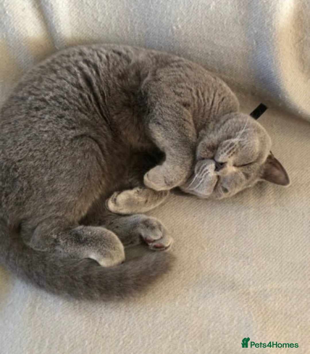 British Shorthair cats for sale: British shorthair kittens  - Advert 6