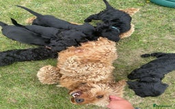 Cockapoo dogs for sale: Beautiful Cockapoo Puppies  - Image 8
