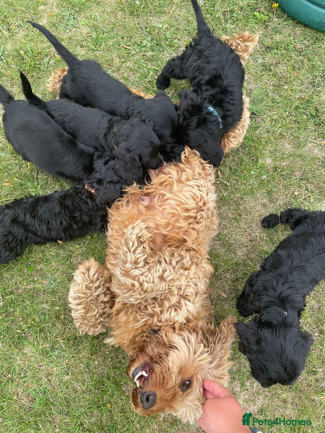 Cockapoo dogs for sale: Beautiful Cockapoo Puppies  - Image 8