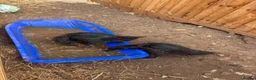 Ducks poultry for sale: 2 cayoga ducks  - Advert 3