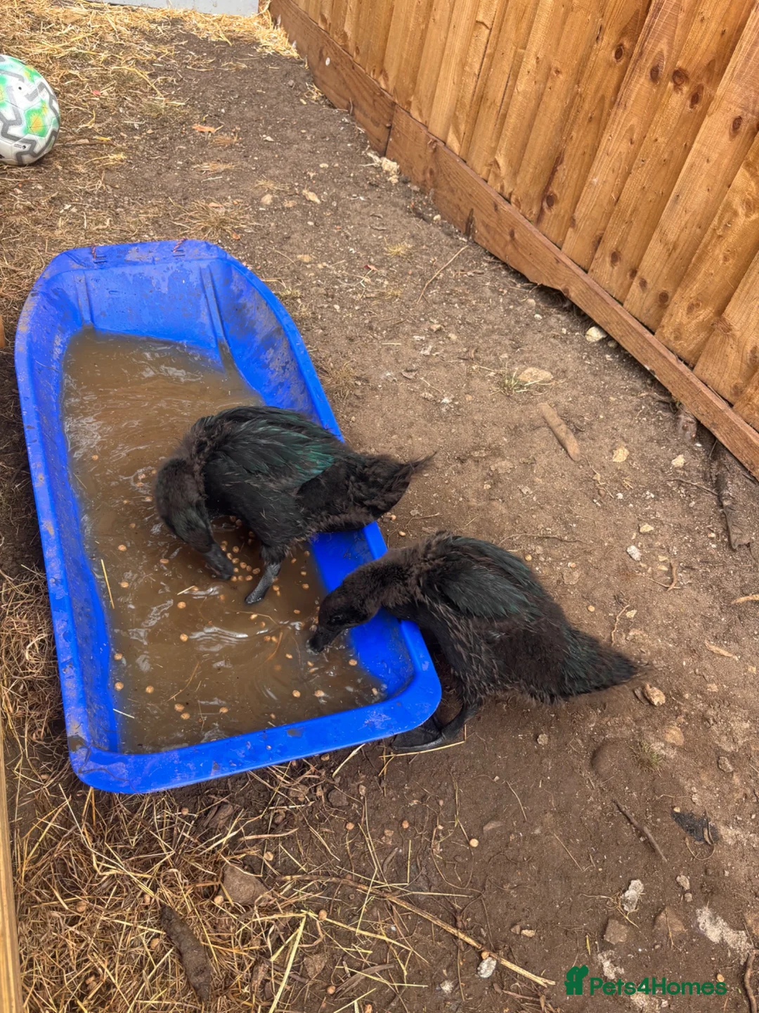 Ducks poultry for sale: 2 cayoga ducks  - Advert 3