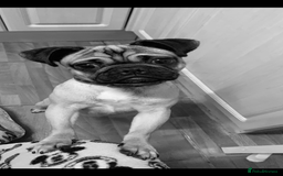 Pug dogs for sale: 🐾 Loving Home Needed for Minnie 🐾 - Image 9