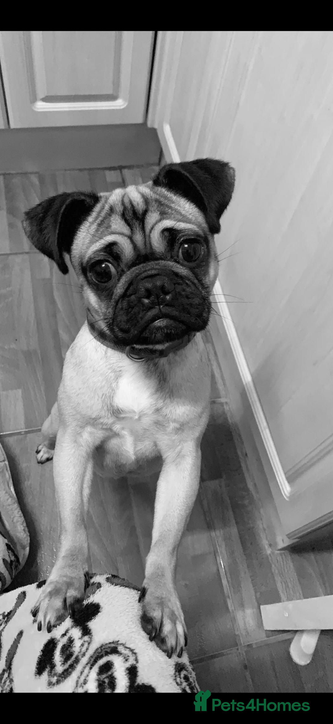 Pug dogs for sale: 🐾 Loving Home Needed for Minnie 🐾 - Image 9
