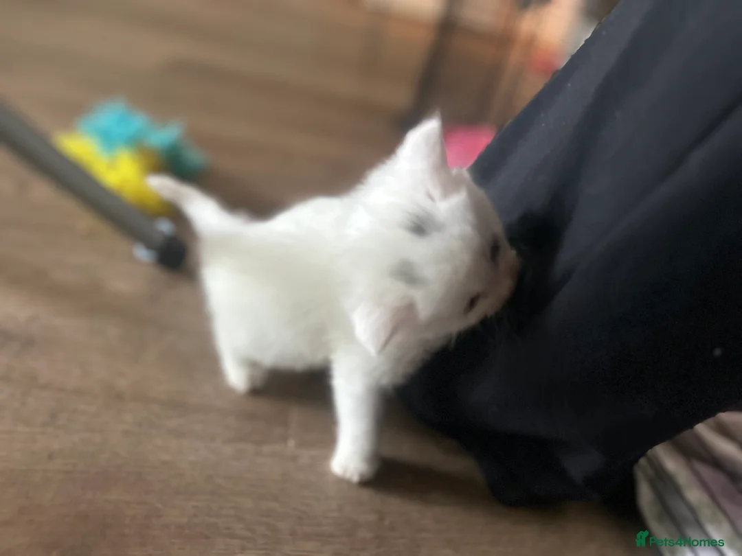 Mixed Breed cats for sale: 3 gorgeous Kittens for sale  - Advert 2