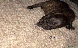 Mixed Breed dogs for sale: 7 Beautiful French Bulldog/cocker spaniel puppies. - Image 4