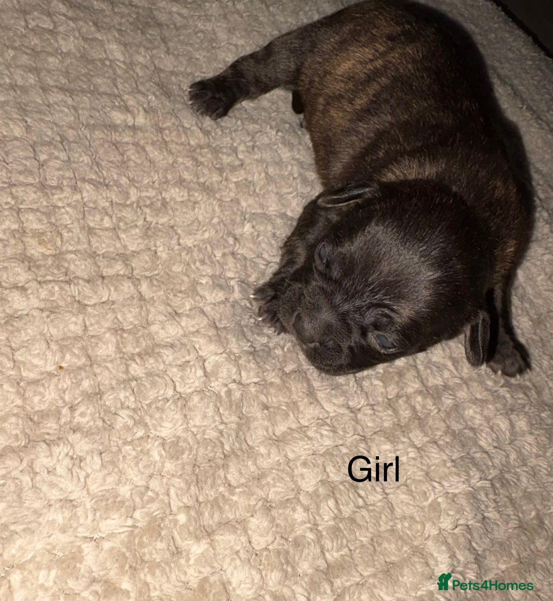 Mixed Breed dogs for sale: 7 Beautiful French Bulldog/cocker spaniel puppies. - Image 4