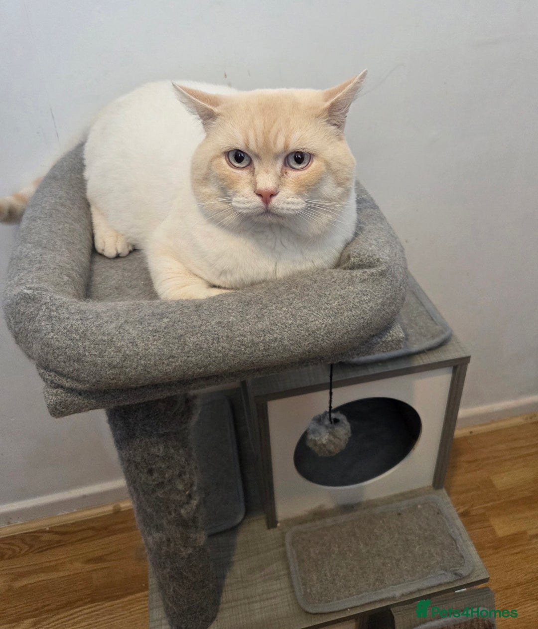 British Shorthair cats for sale: Pedigree GCCF Boy British Shorthair Colourpoint - Image 1