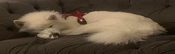 Samoyed dogs for sale: 1 Year old Samoyed Female Dog - Available now! - Advert 14