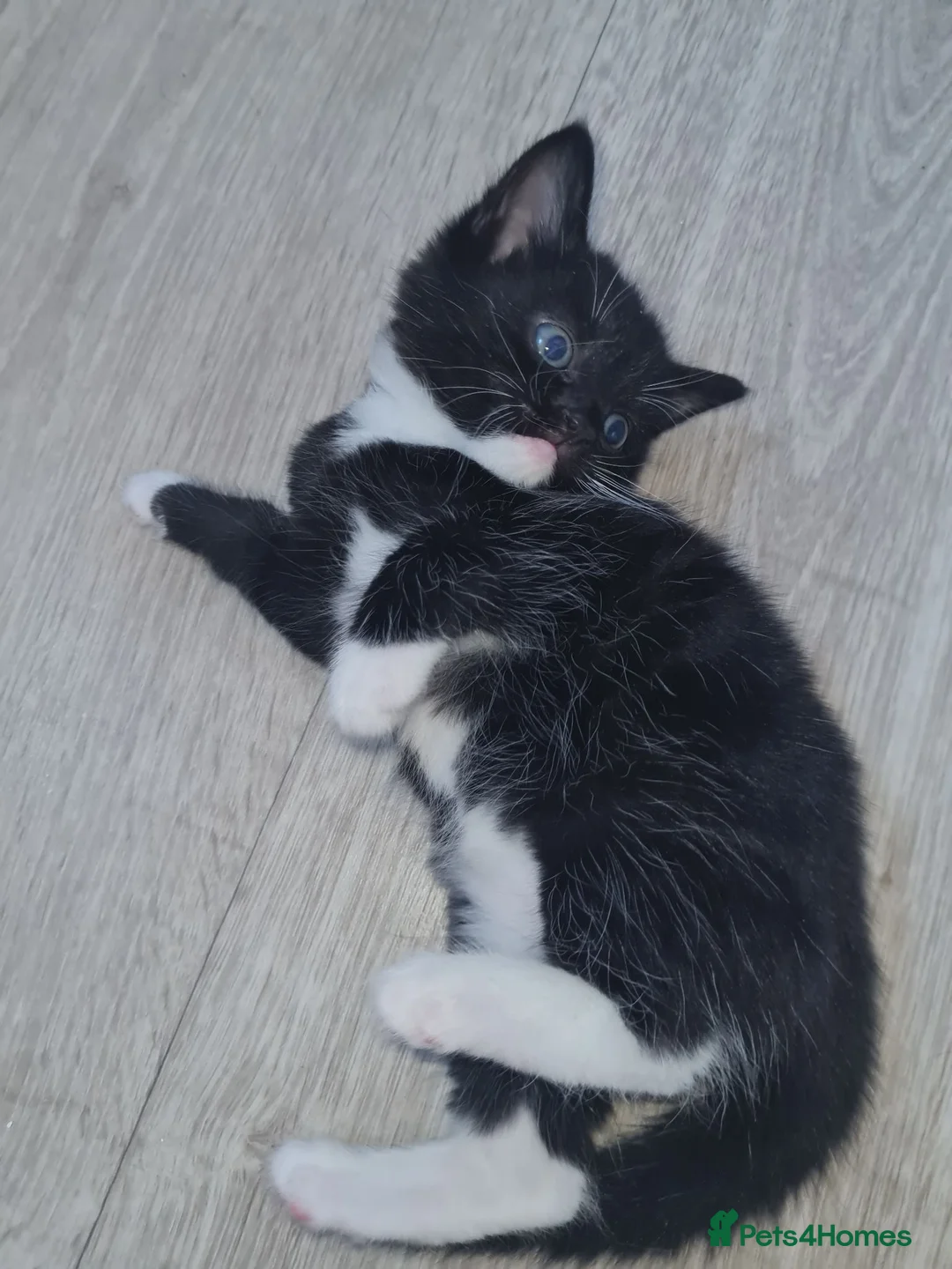Mixed Breed cats for sale: Beautiful fluffy kitties - Advert 2