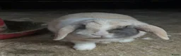 Mixed Breed rabbits for sale: Mini lops, Netherlands Dwarfs, Lion head & Mix  - Advert 3