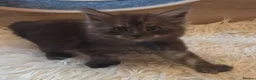 Maine Coon cats for sale: Mainecoon tica reg polydactyl kittens - Advert 7