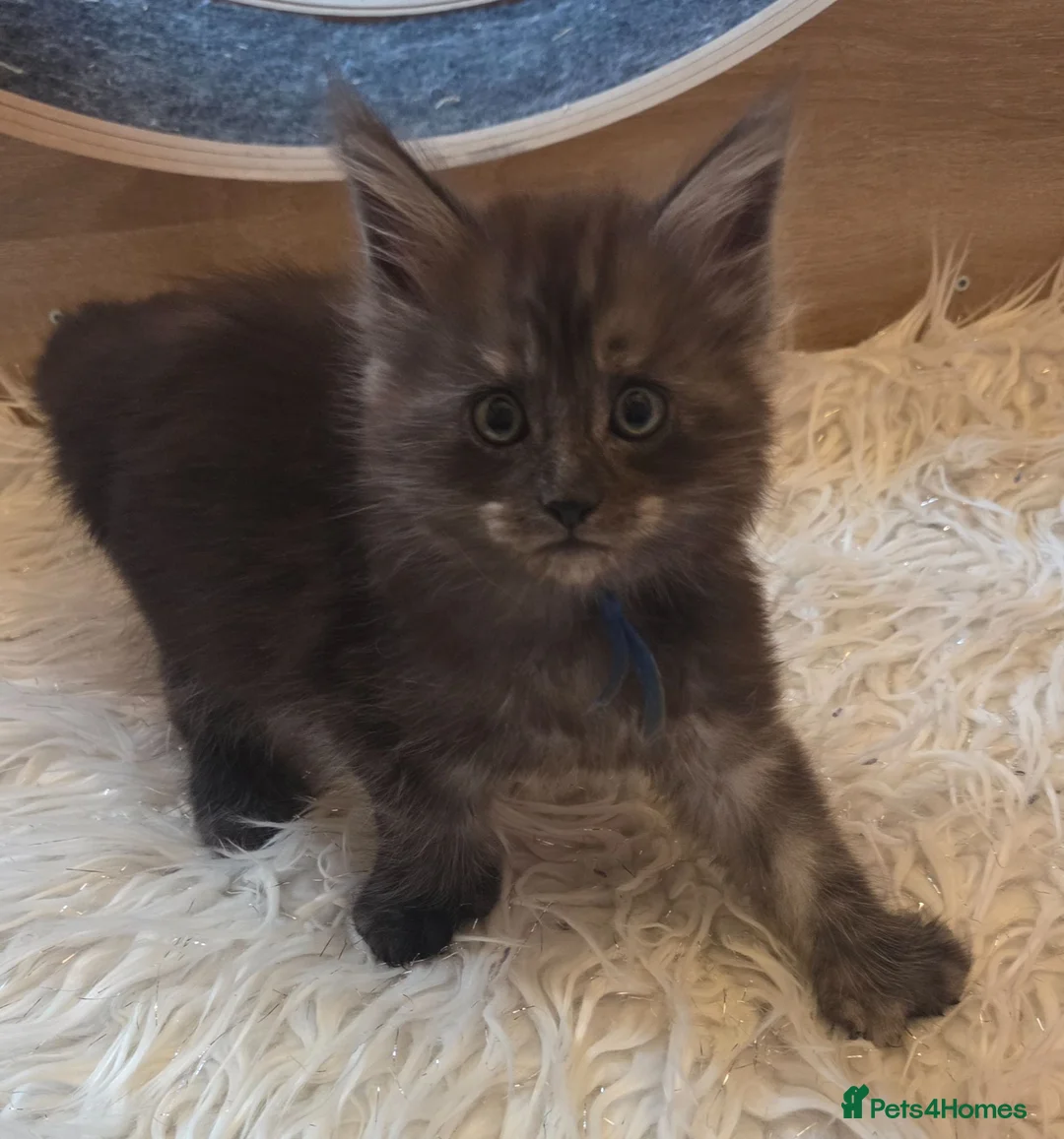 Maine Coon cats for sale: Mainecoon tica reg polydactyl kittens - Advert 7