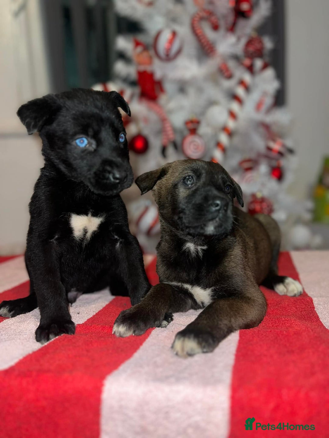 Mixed Breed dogs for sale: Cane Corso X Belgian Malis - Advert 2
