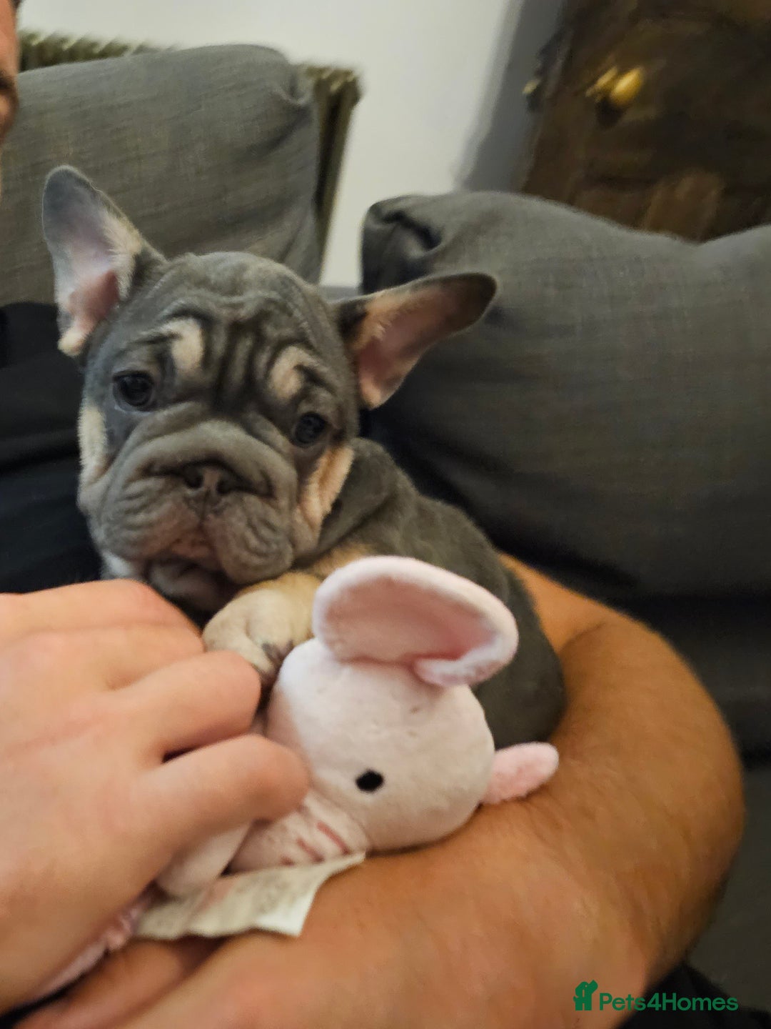 French Bulldog dogs for sale: BEAUTIFUL BIG  **  VELVET GIRL 🥰 - Advert 11