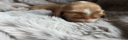 Cocker Spaniel dogs for sale: RKC SHOW COCKER SPANIEL PUPPIES EXTENSIVELY HEALTH - Advert 12